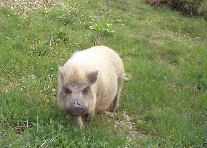 Ferienwohnung Bauernhof Obererlach