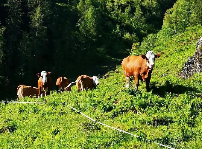 Ferienwohnung Bauernhof Obererlach *