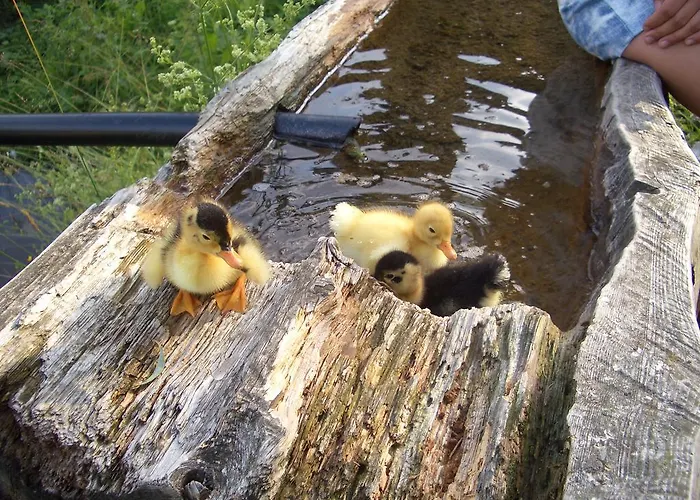 公寓 Ferienwohnung Bauernhof Obererlach